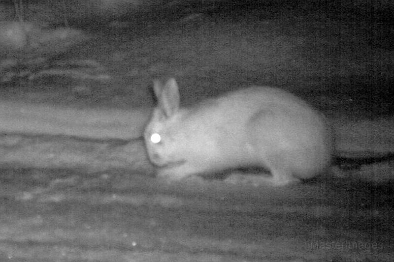 SnowshoeHare_010411_0424hrs.jpg - Snowshoe Hare (Lepus americanus)